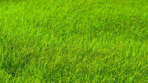 Slow motion green background of grass leaf in field on full flame photo pattern, fresh green plantation of meadow nature concept, small rice paddy tree of agriculuture farm in countryside of Thailand