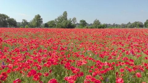 Field of poppy flowers red nature low above forward push in camera movement closeup