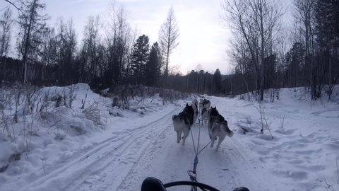 Siberian Husky Dogs sledding activity in holiday trip at Listvyanka Village,Irkutsk ,Russia