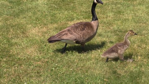 Canada geese with young goslings eating grass