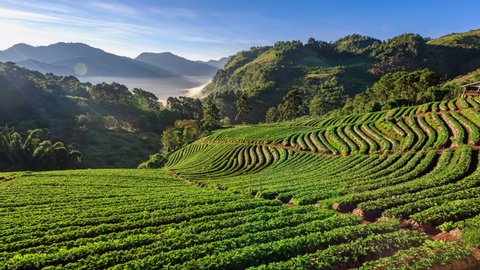 time lapse 4k landscape at strawberry farm agricultural and morning mist mountain and blue sky background Chiang Mai Thailand  