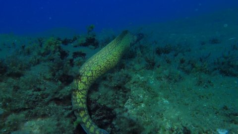 moray eel swim open water blue ocean animal scenery of fish underwater