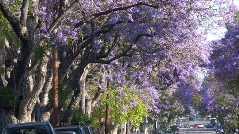 Jacaranda Tree Stock Video Footage 4k And Hd Video Clips Shutterstock