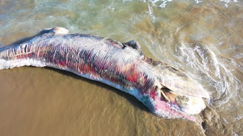 CALIFORNIA - 2020 - Aerial over a dead beached whale lying on the shore of a Southern California beach.