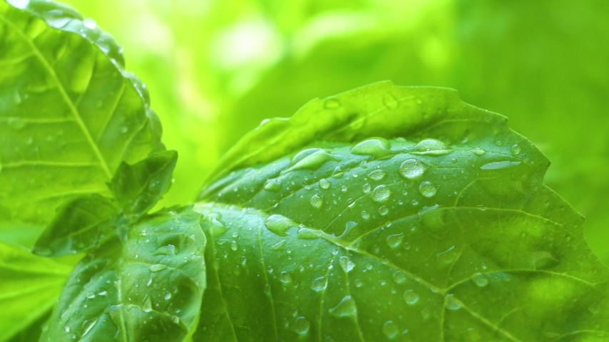 macro image of basil leaves with small droplets of water coming off of the pedal with dew sparkling off of the warm sunlight. the plant gently moves in the wind giving a fresh healing breeze.