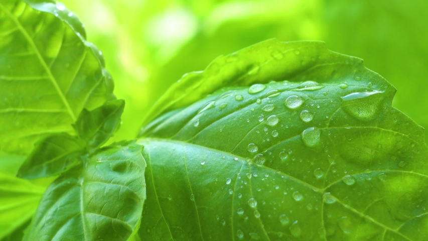 macro image of basil leaves with small droplets of water coming off of the pedal with dew sparkling off of the warm sunlight. the plant gently moves in the wind giving a fresh healing breeze.