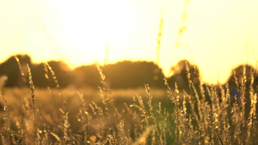 Landscape nature background of green plant under sunset change to gold natural light color of beautoful grass wheat meadow prairie field in summer sun clear sky
