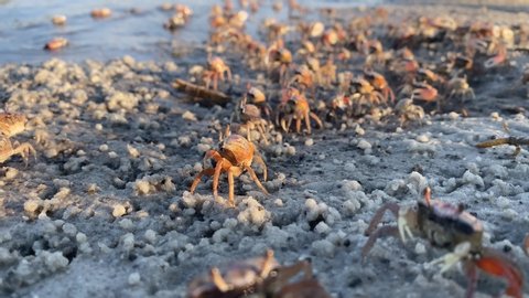 Fiddler crabs coming directly towards camera. High quality 4k footage