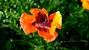 a blooming red poppy flower waving in the wind, top view, 4K wildlife video