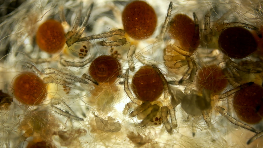 Spider under a microscope, Arachnida class, Arthropoda squad, in the video a cocoon from a web in which young spiders move, Spiders are predators, feed primarily on insects or other small animals Royalty-Free Stock Footage #1054831514