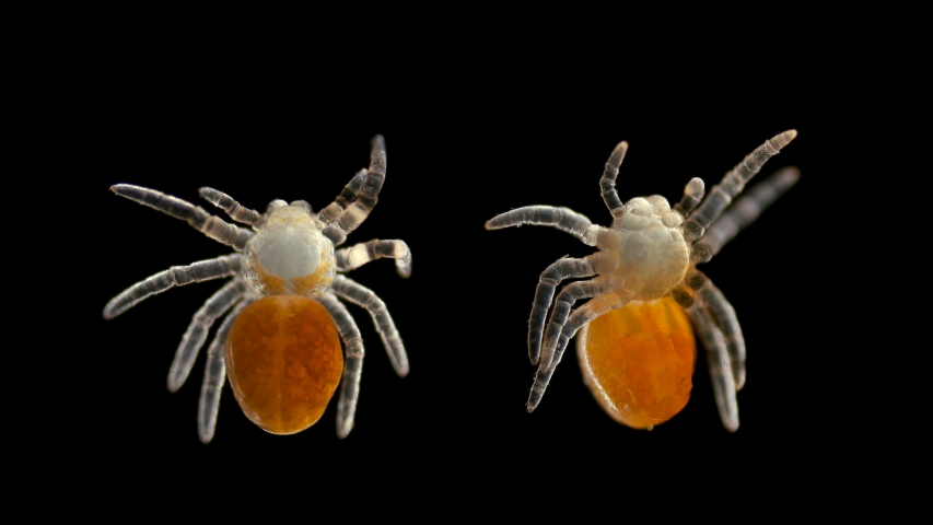 Spider under a microscope, Arachnida class, Arthropoda squad, on the video nymph, her eyes, chelicera and external organs have not yet formed, Spiders are predators, feed primarily on insects or other
