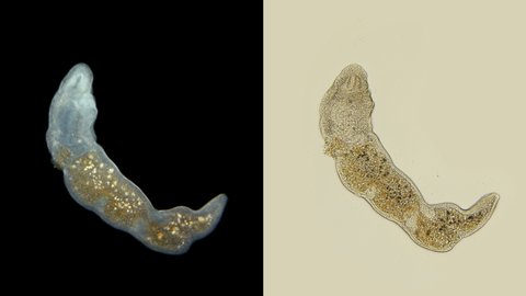 worm Microstomum sp. under the microscope, Microstomidae family, Macrostomida order, Turbellaria class, in which it is possible to observe individual segments of indivisible individuals (zooids