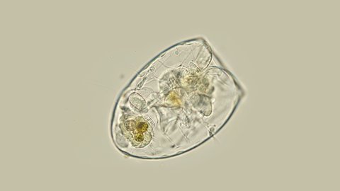 Rotifer under the microscope Asplanchna priodonta, family Asplanchnidae, genus Asplanchna completely transparent, visible work of internal organs, similar to a foreign organism, there is no intestine