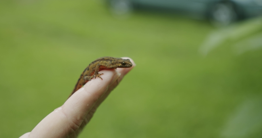 A female hands holds a lizard in his hand, the lizard looks into the camera Close up