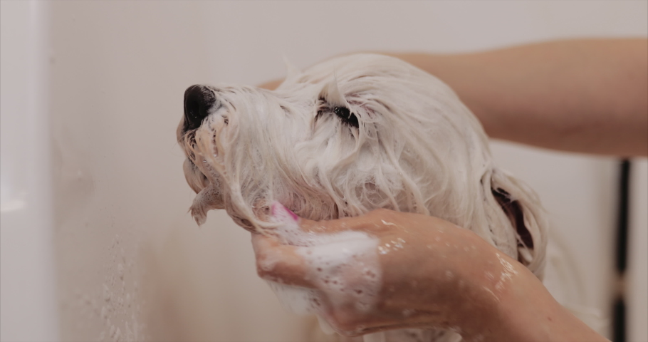 White dog takes a bath. The man washes the animal. High quality 4k footage | Shutterstock HD Video #1054832576