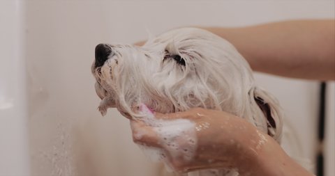 White dog takes a bath. The man washes the animal. High quality 4k footage