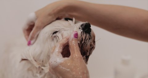 Happy white dog taking a bath. Grooming salon. High quality 4k footage