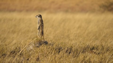 Establishing shot of a meerkat on high alert, looking over its shoulder for danger on the dry grassy plains of the Makgadikgadi Pan in Botswana.