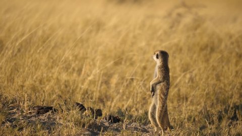 Full body shot of a meerkat standing upright while another meerkat runs past on all fours with its tail in the air.