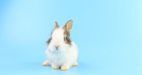 Adorable bunny easter rabbit running around, sniffing, looking around, on blue screen. Lovely bunny easter rabbit. Natural rabbit movement. Animal nature concept.