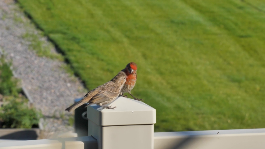 Adult male house finch regurgitating to feed a juvenile