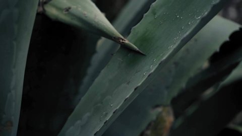 Close up to Big Aloe Vera Plant