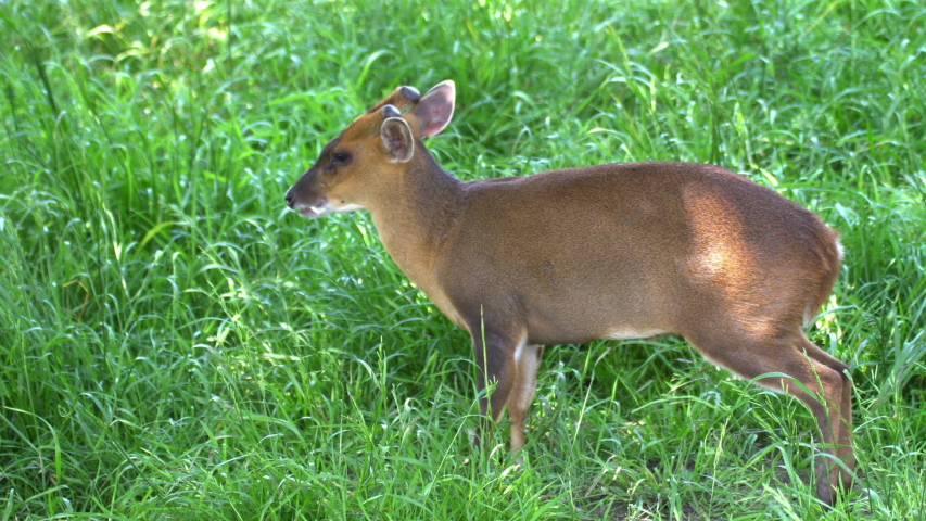 little roe deer hiding grass predators Stock Footage Video (100% ...