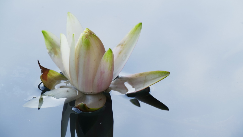 Close-up time lapse of water lily blooming in pond. White lotus flower timelapse opening. Nymphaea aquatic flower blossom in water from bud. Time-lapse reflection of clouds fast floating in the sky. Royalty-Free Stock Footage #1054842569