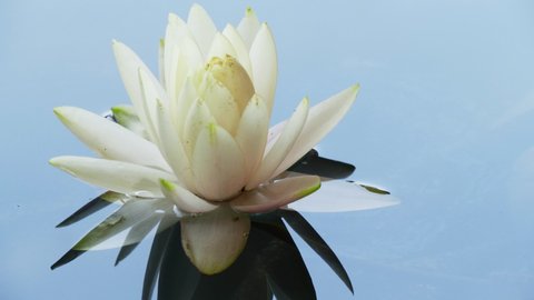 Close-up time lapse of water lily blooming in pond. White lotus flower timelapse opening. Nymphaea aquatic flower blossom in water from bud. Time-lapse reflection of clouds fast floating in the sky.