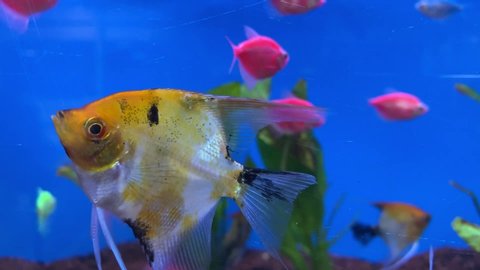 Colorful tetra and angle fish floating in an aquarium