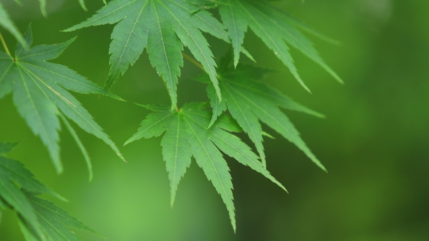 A refreshing breeze blowing fresh green leaves in Japan Forest | Shutterstock HD Video #1054842734