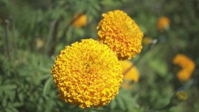 Marigold Flower For Footage video clip 
