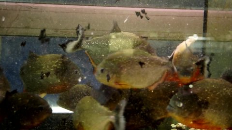 Feeding frenzy of the media influenced man eating piranhas, Red Bellied Piranha