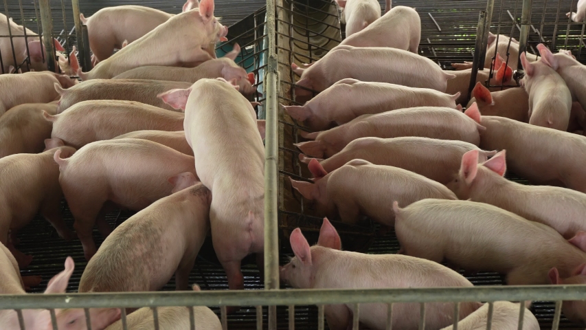 Piglet nursery eating food in trough,Pig farms open house in the tropics.Self-mixed animal feed to reduce food costs | Shutterstock HD Video #1054848047