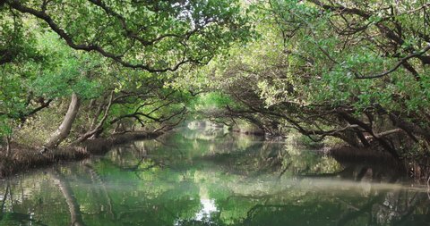 mangrove forest along the green water in the stream