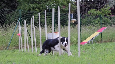 Slow Motion Border Collie Weaving Through Poles during Agility Training in Czech Republic. Black and White Dog Running Through Slalom.