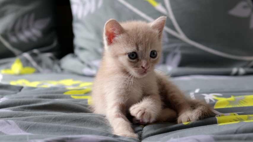Thai Breed Cat Stock Video Footage - 4K and HD Video Clips | Shutterstock