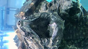 Vertical video. Large alligator snapping turtle in an aquarium. Taken on the phone