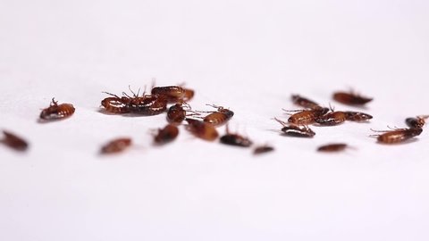 Fleas die from repellents, on a white background close-up. Destruction of parasites in pets.