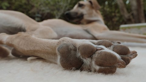 A beautiful female Sloughi greyhound dog (Arabian greyhound) lays relaxed on a carpet outdoors. Low angle, selective focus on the paw in the foreground, out of focus dog, slow motion.