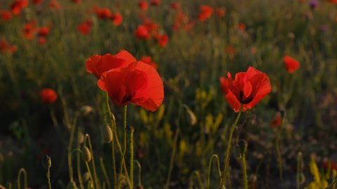 wild poppy field - Armistice or Remembrance day background. Summer green rural nature landscape.
