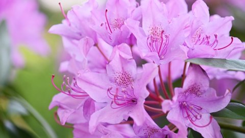 Blooming beautiful purple rhododendron garden. Springtime natural azaleas background.
