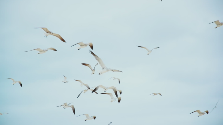 Seagulls flying above a head. at harbour. slow motion. good at background.