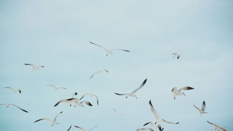 Seagulls flying above a head. at harbour. slow motion. good at background.