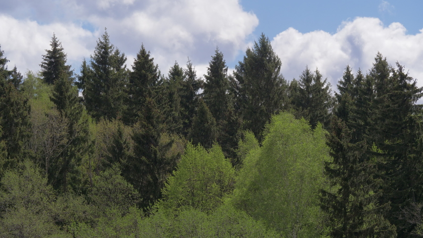 Green spring forest, trees sway in a strong wind. Mixed forest, many tall fir trees and several birches. Sunny day, in the sky a bit cloudy. Very picturesque Russian forest. | Shutterstock HD Video #1054871081