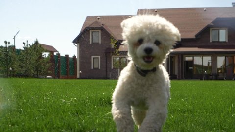 Funny dog play and run on the green lawn in bright Sunny weather. Bichon Frise. Slow motion