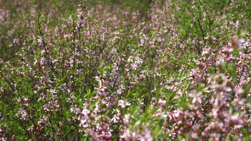 Blooming Steppe Almonds in the Stock Footage Video (100% Royalty-free