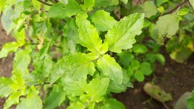 Plant of  Basil. Hindus use its leaves in worship. It is also a quality medicine. Its leaf is used in many diseases. Tulsi is found in every home in India. Ocimum sanctum, holy basil, tulasi .
