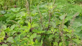 Plant of  Basil. Hindus use its leaves in worship. It is also a quality medicine. Its leaf is used in many diseases. Tulsi is found in every home in India. Ocimum sanctum, holy basil, tulasi .