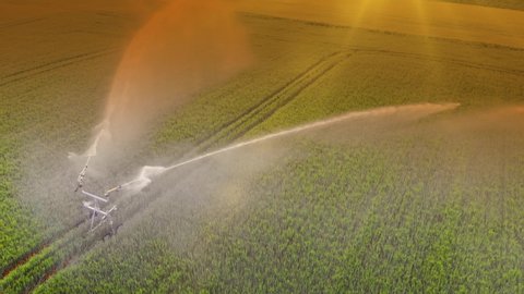 Aerial view drone shot of irrigation system rain guns sprinkler on agricultural wheat field at sunset, helps to grow plants in the dry season, increases crop yields